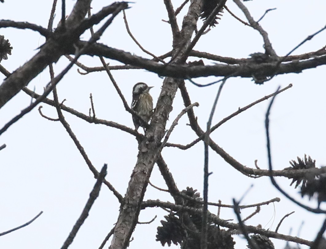Gray-capped Pygmy Woodpecker - Anonymous