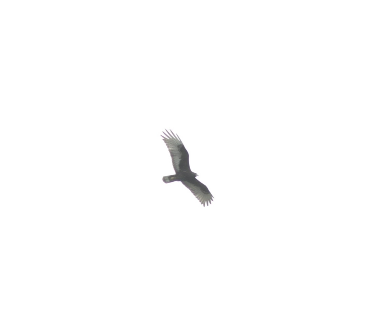 Zone-tailed Hawk - ML208858301