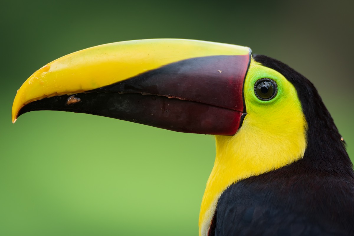 Yellow-throated Toucan - Christopher Becerra