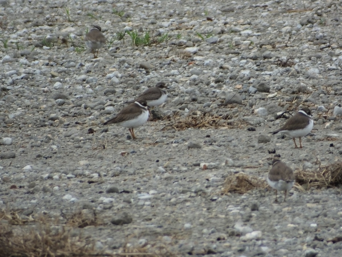 Semipalmated Plover - ML20887231