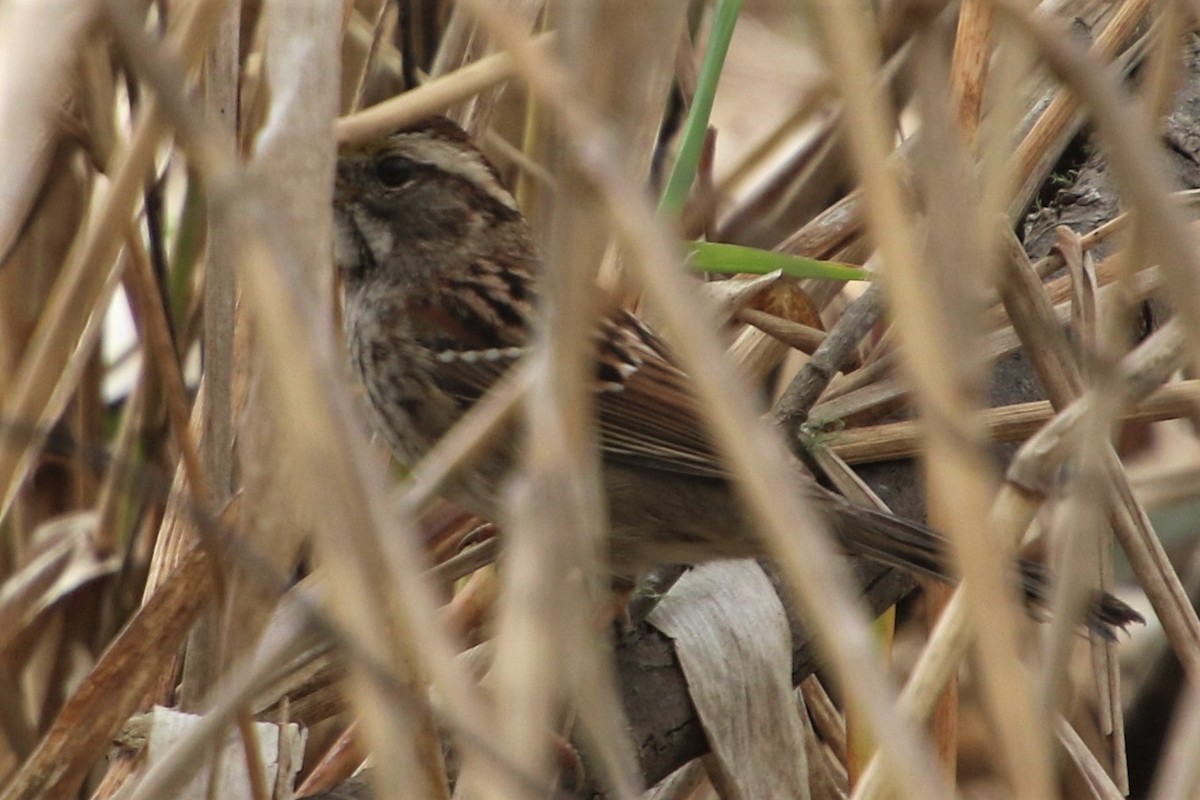 White-throated Sparrow - ML208872391