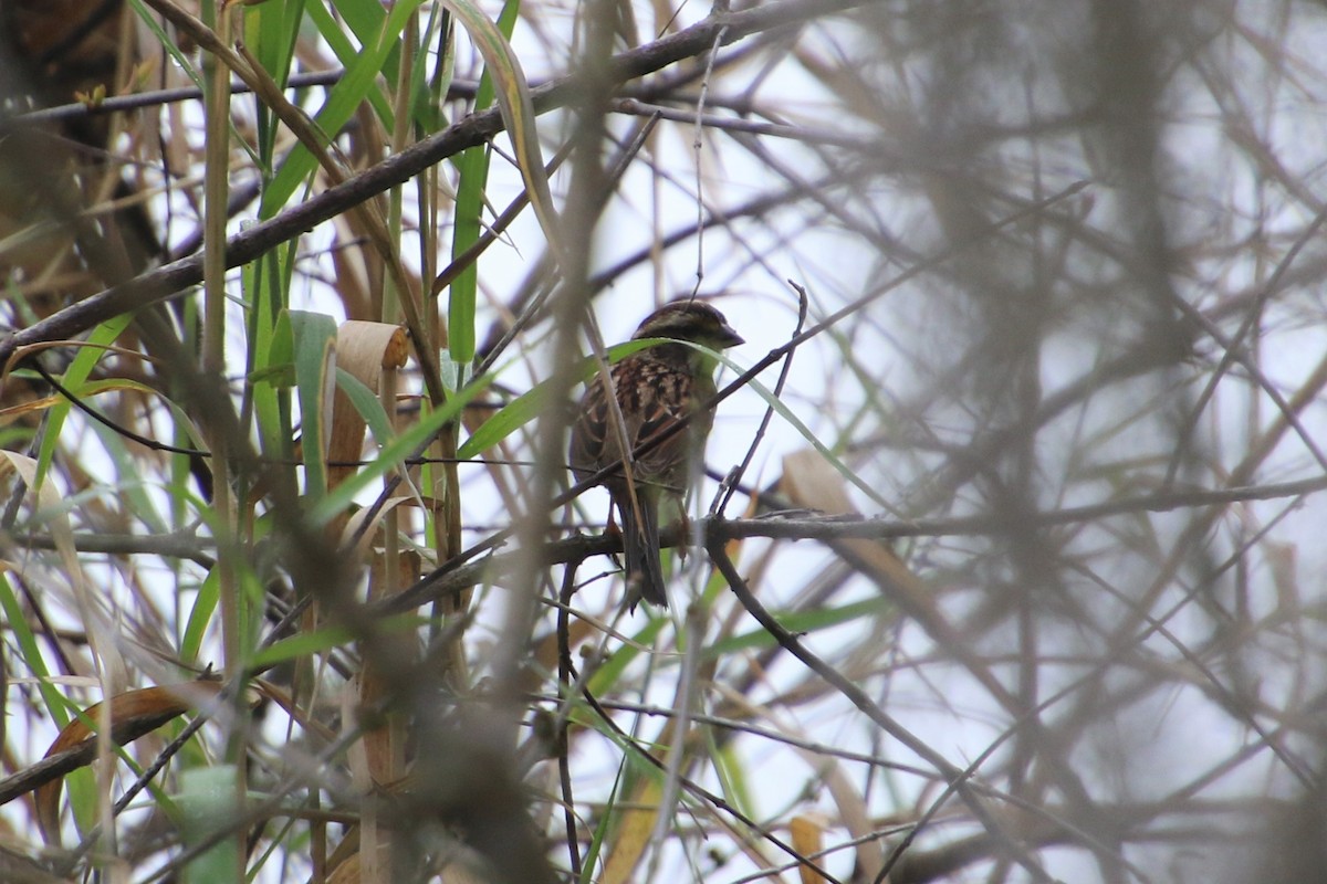 White-throated Sparrow - ML208872421