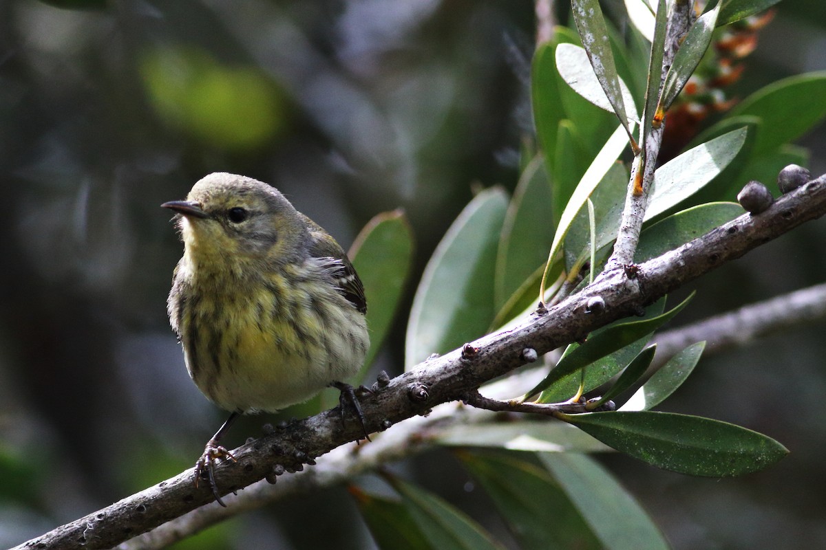 Cape May Warbler - ML208875171