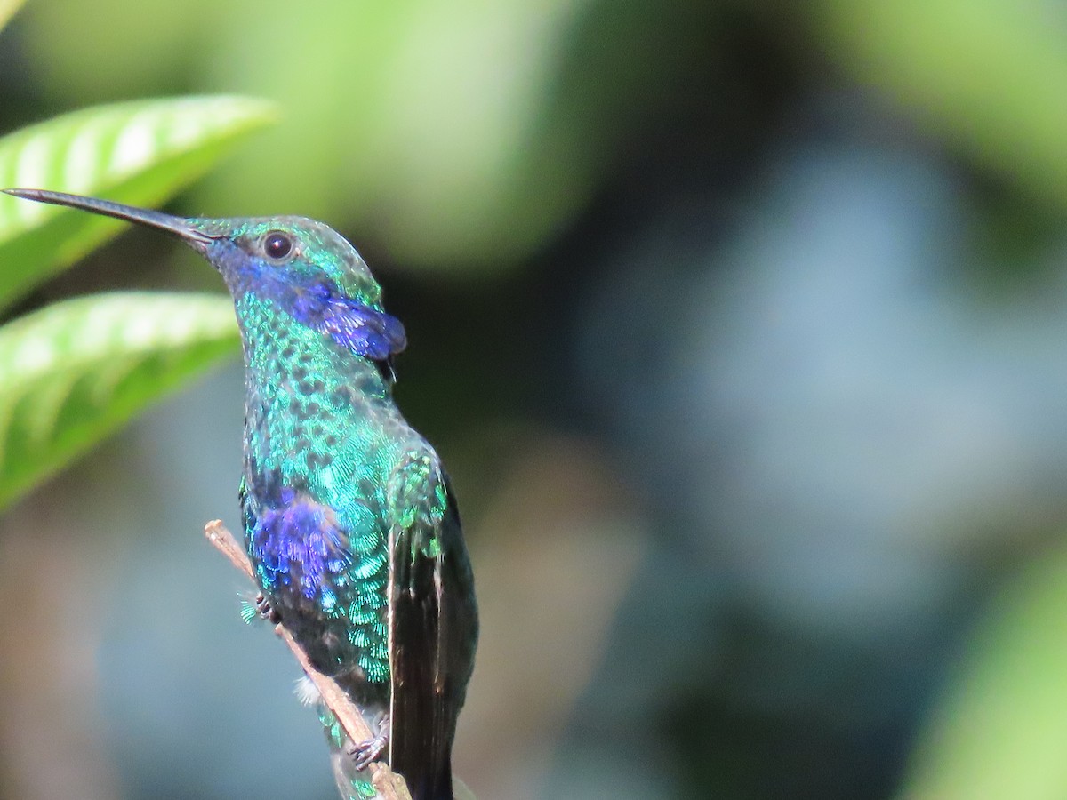 kolibřík modrolící - ML208878641