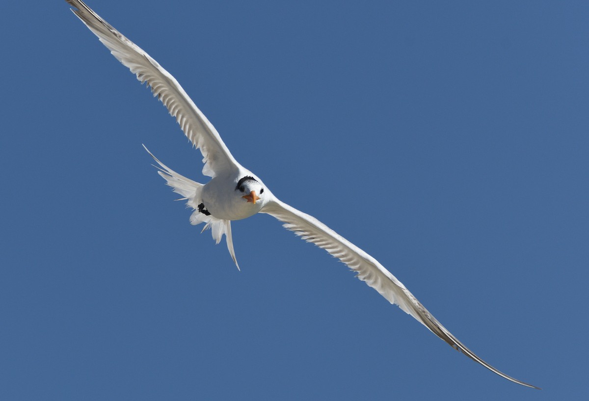 Royal Tern - Matthew Garvin