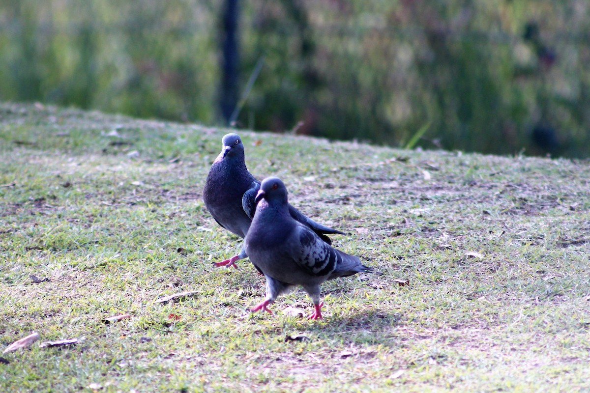 Rock Pigeon (Feral Pigeon) - ML208882211