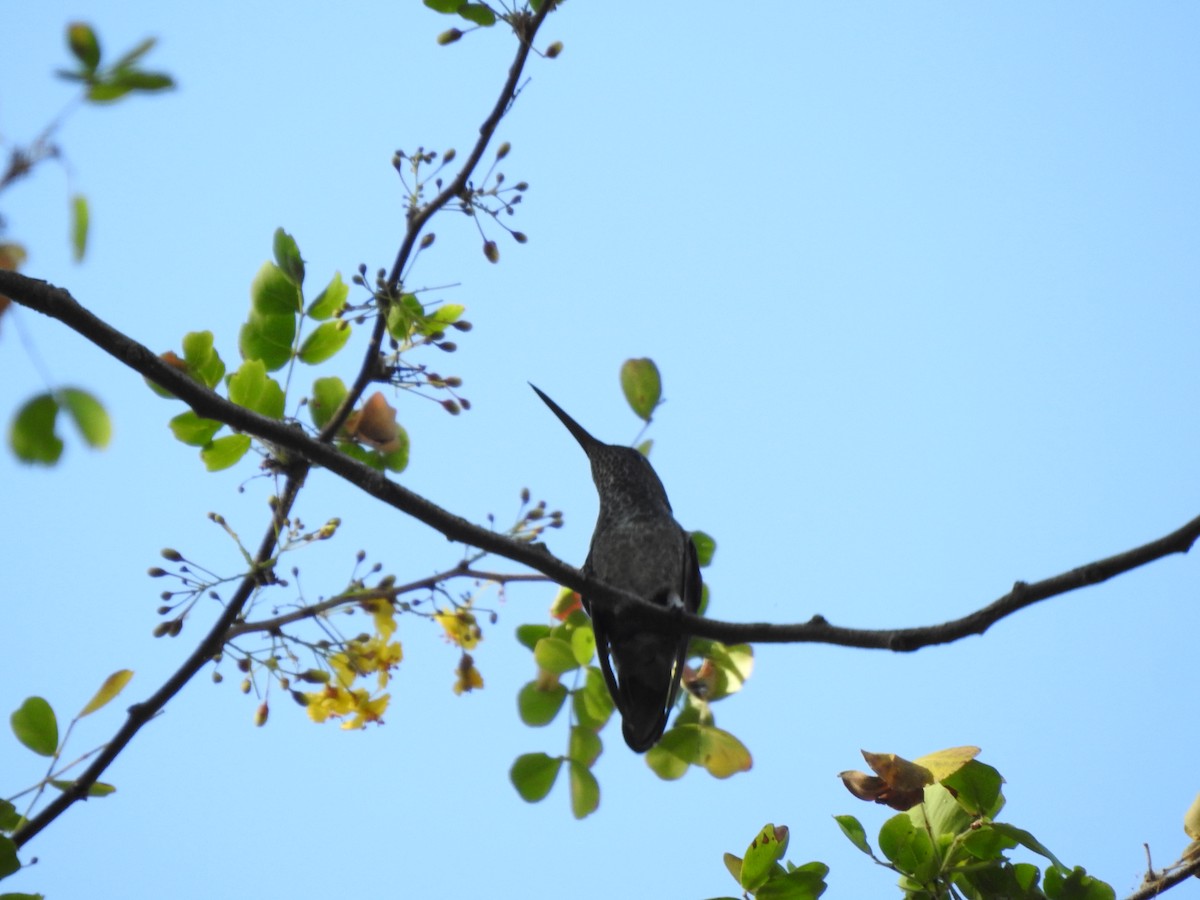 kolibřík skvrnitoprsý - ML208883941