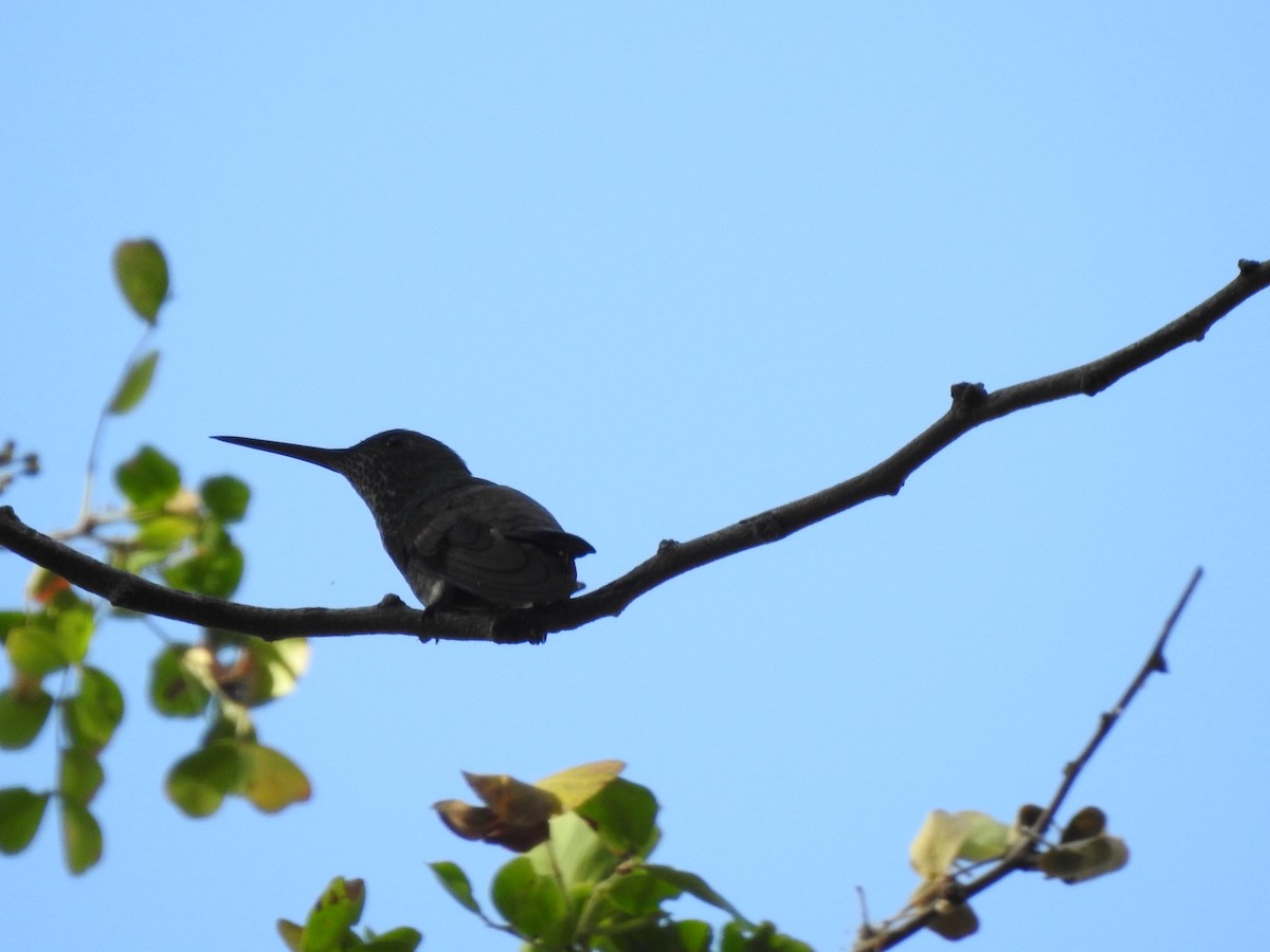 kolibřík skvrnitoprsý - ML208883961