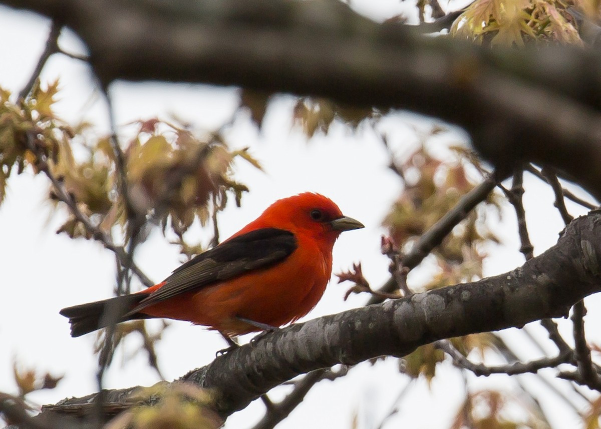 Scarlet Tanager - ML208888451