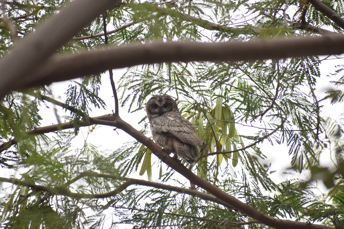 Mottled Wood-Owl - Sudhendra Sonawane