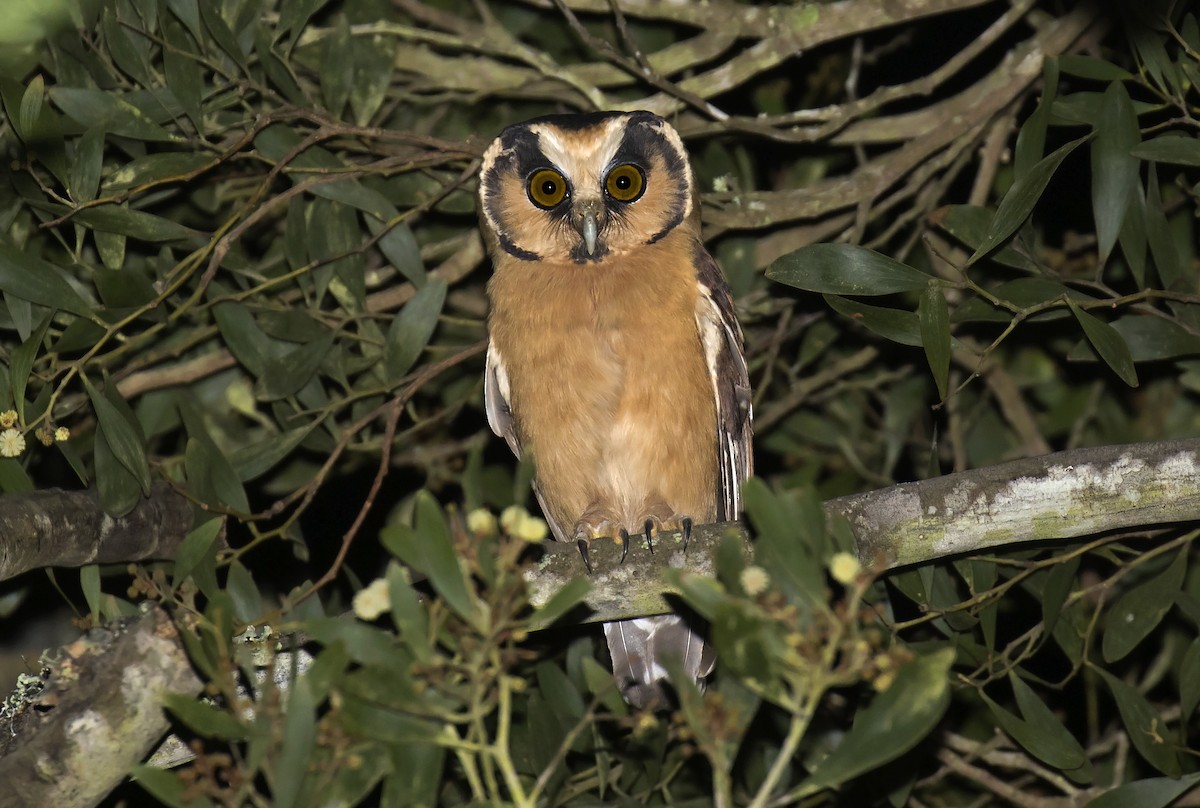 Buff-fronted Owl - ML208891671
