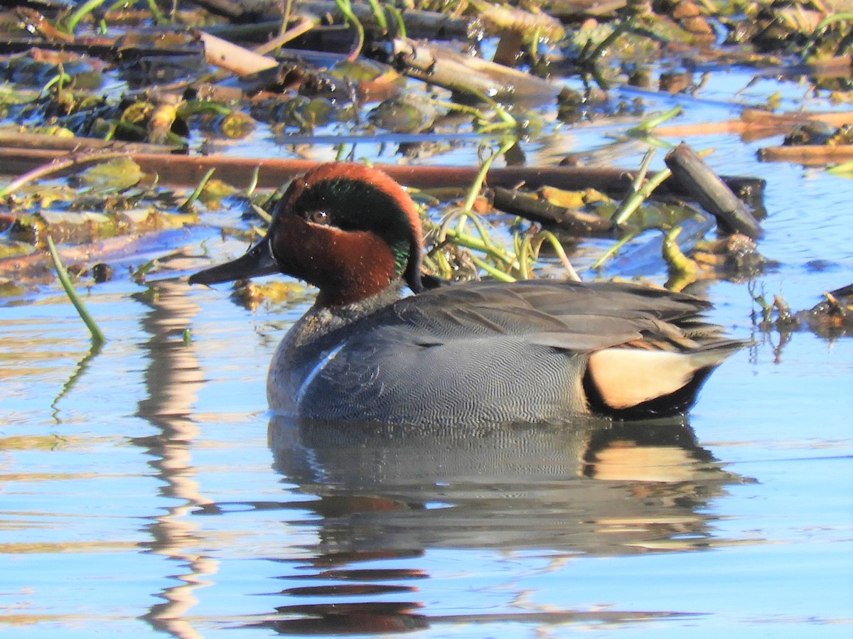 Green-winged Teal - ML208893141