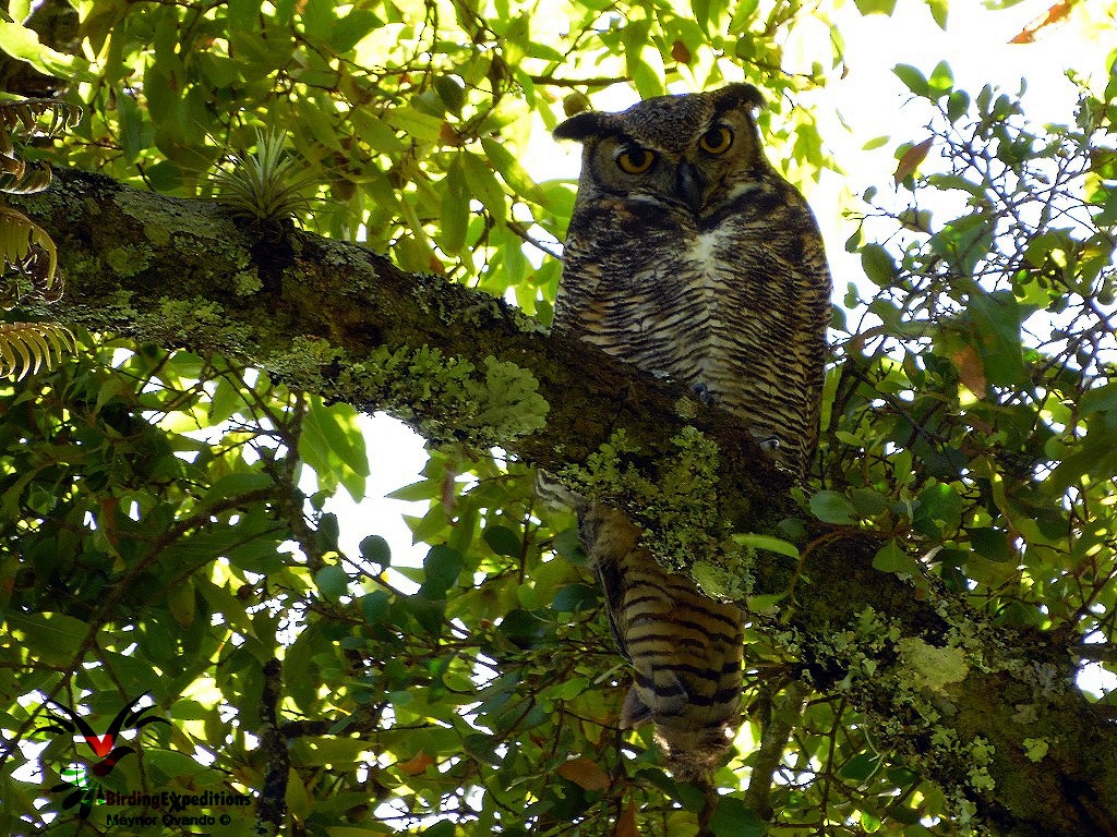 Great Horned Owl - ML20889811