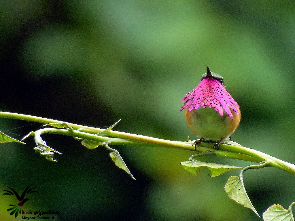 Wine-throated Hummingbird - Maynor Ovando