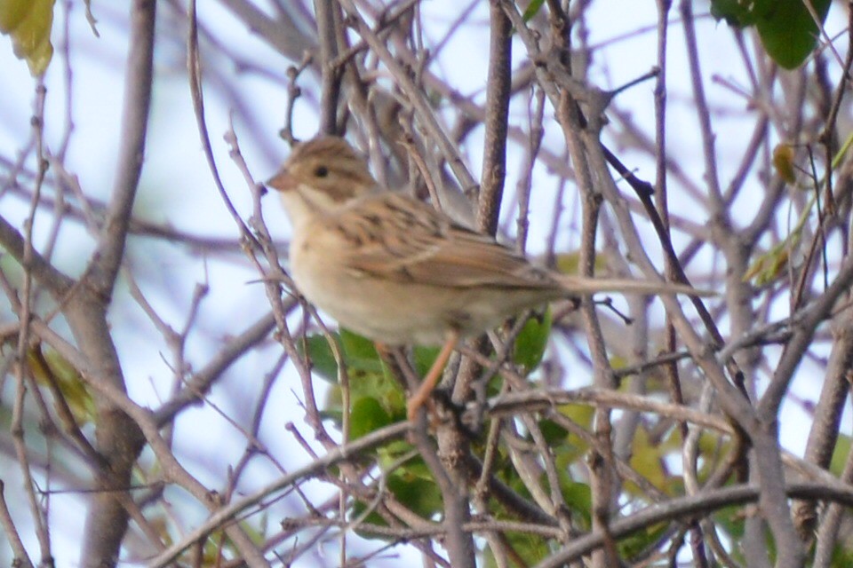Clay-colored Sparrow - ML20889861