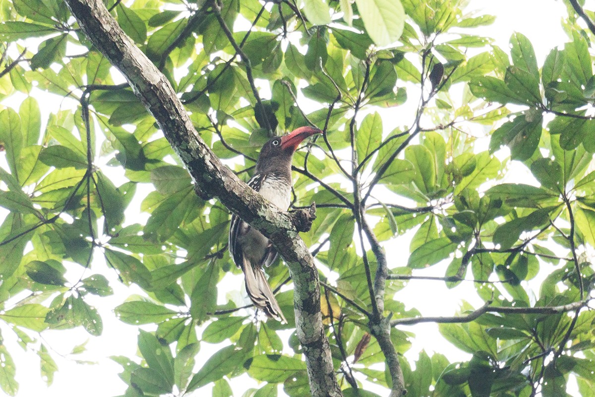 Red-billed Dwarf Hornbill - Wich’yanan Limparungpatthanakij