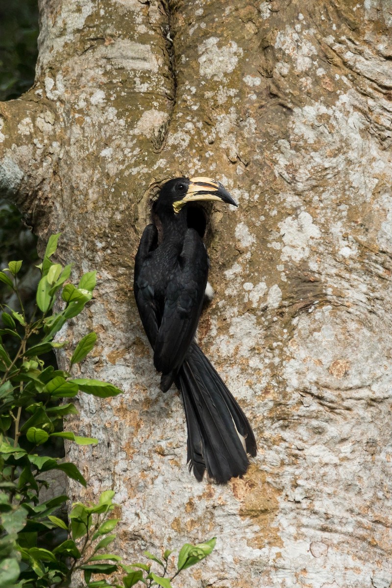 West African Pied Hornbill - Wich’yanan Limparungpatthanakij