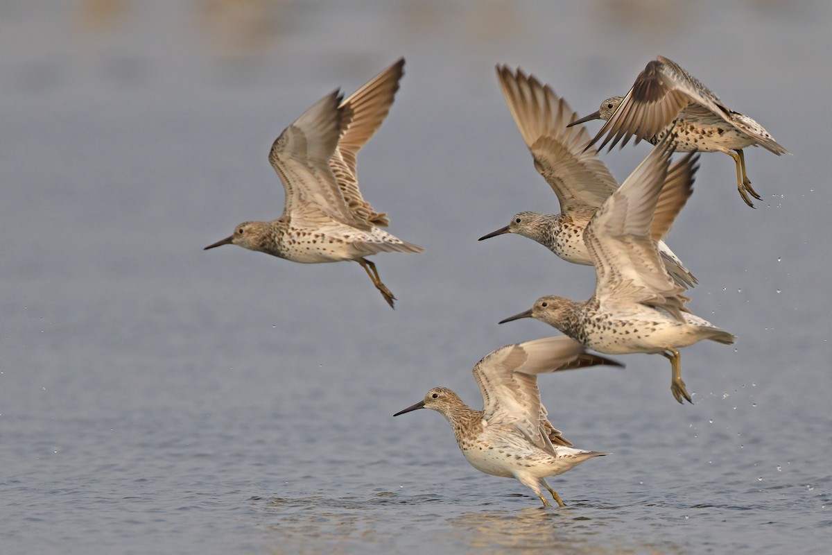 Great Knot - ML208900051