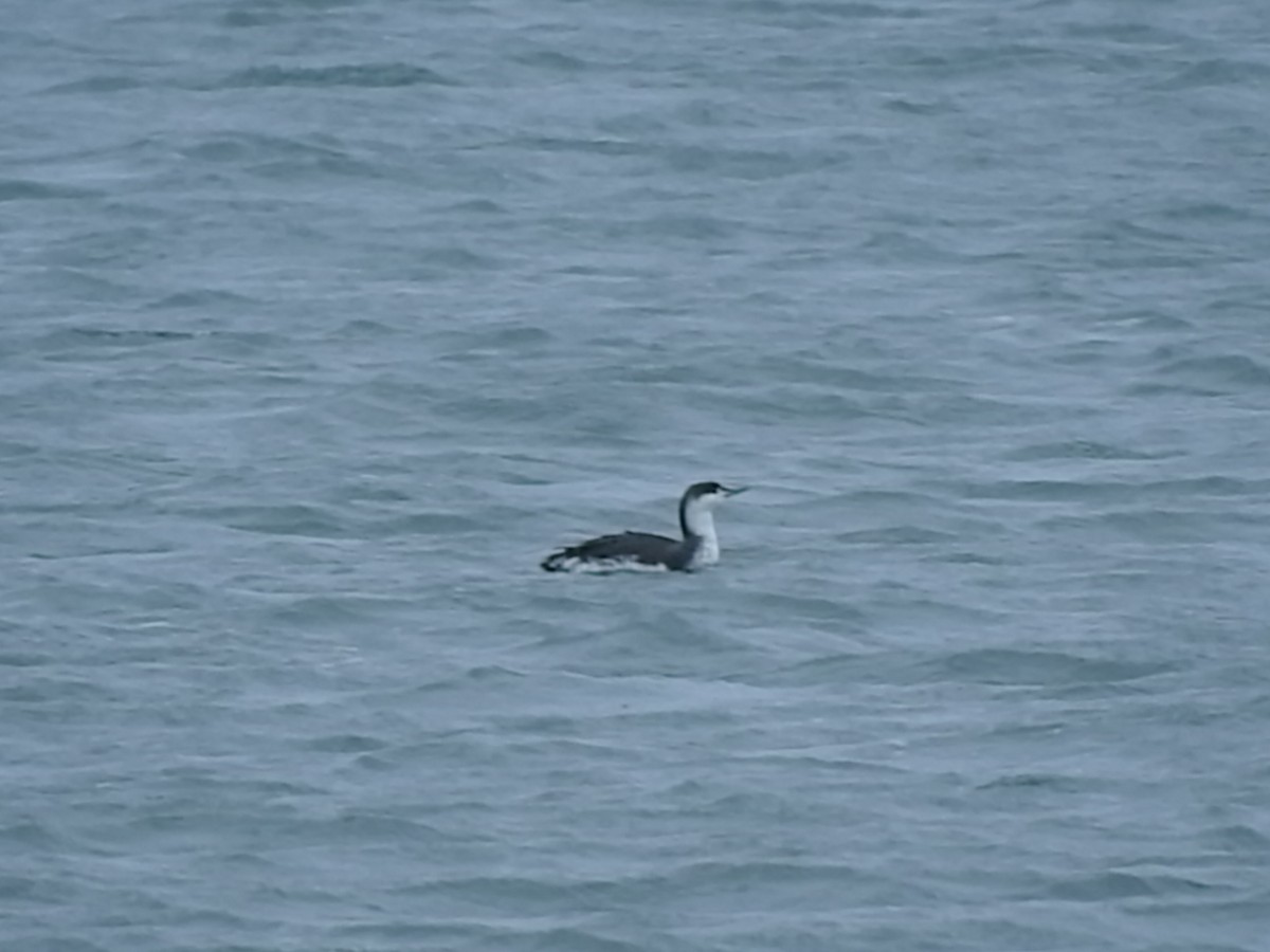 Red-throated Loon - Laura Burke