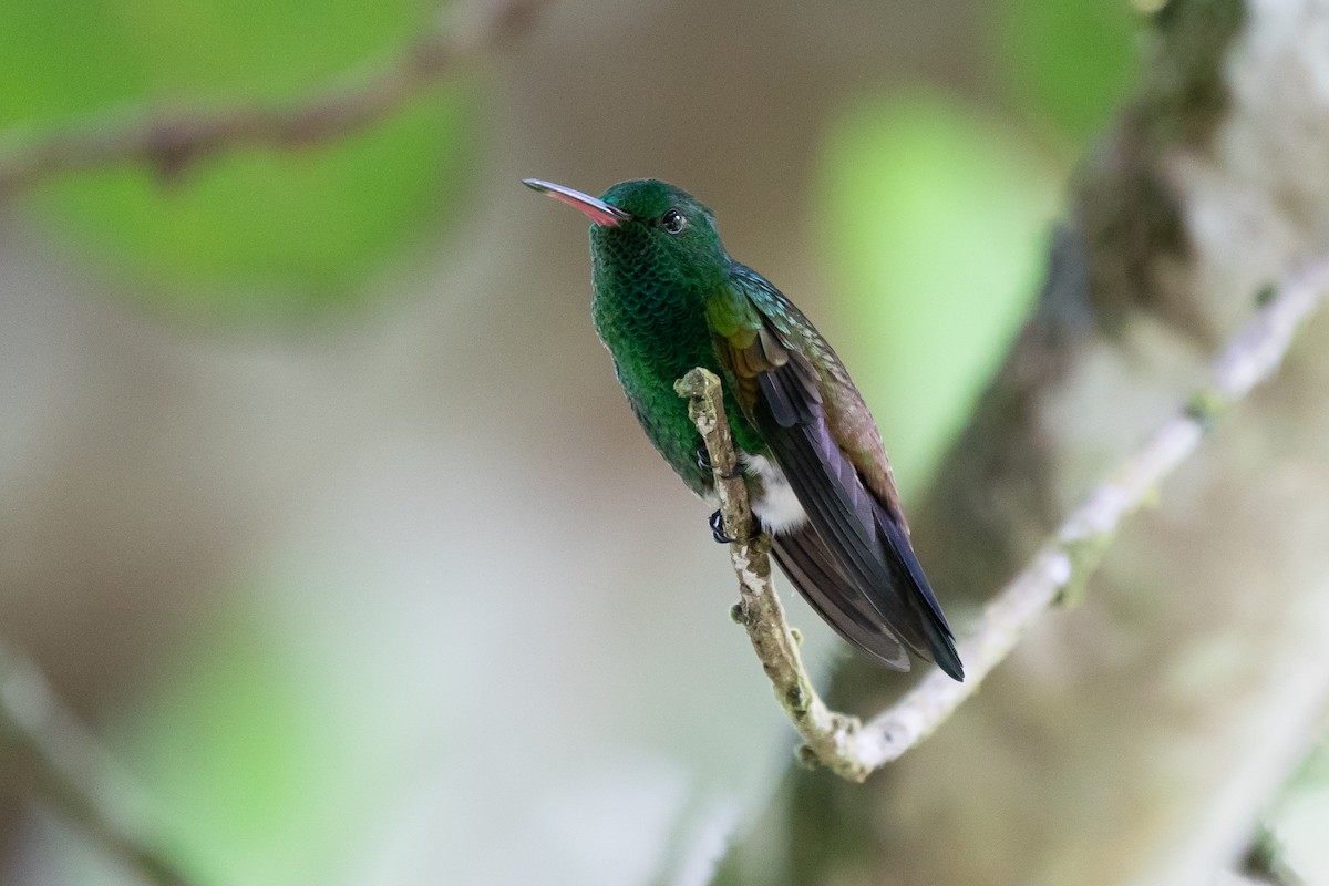 kolibřík měděnořitý - ML208903001