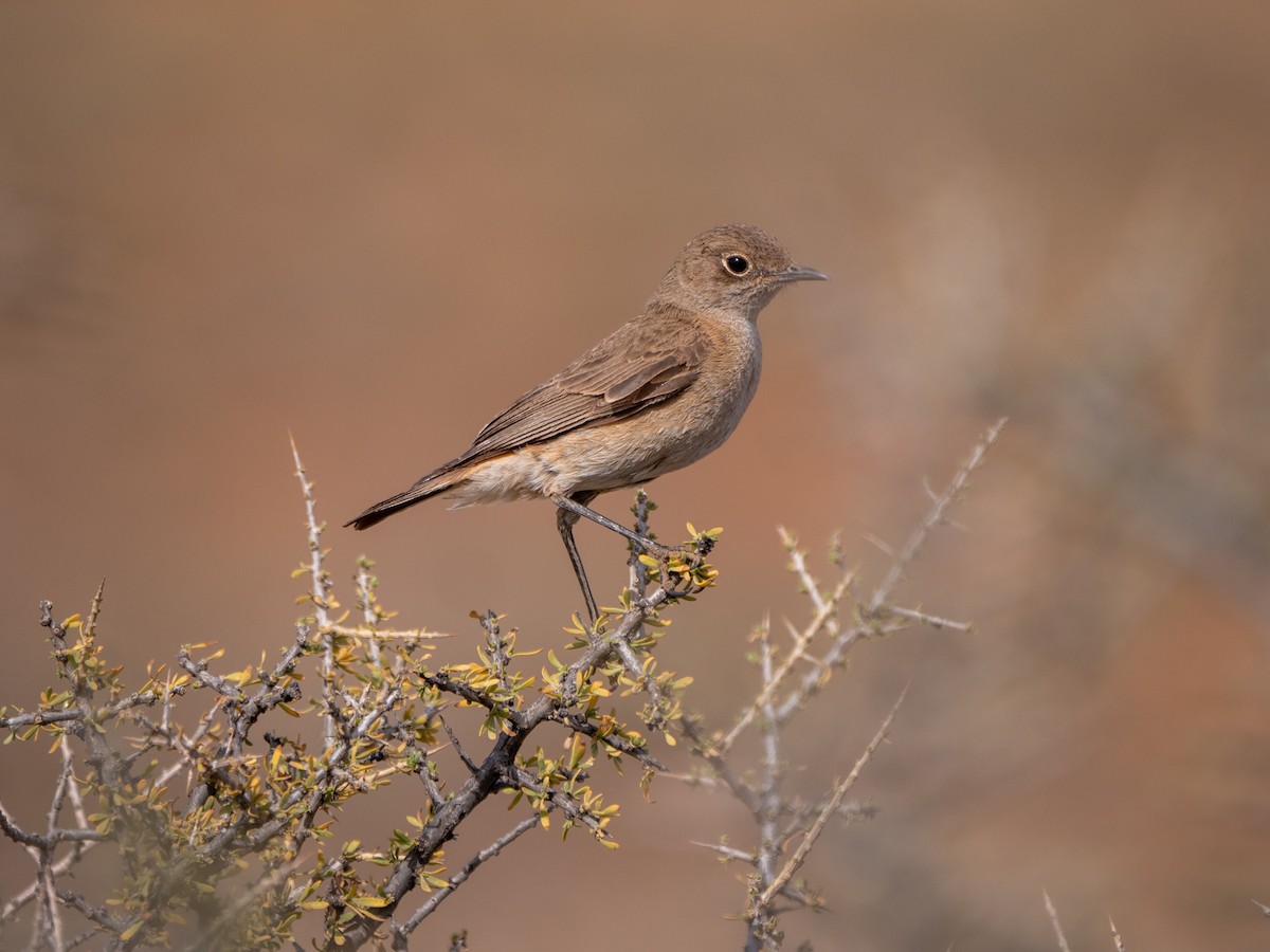 Sickle-winged Chat - ML208907191