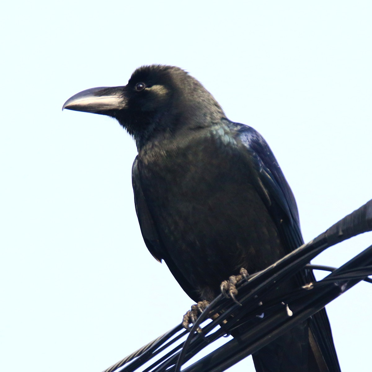 Large-billed Crow - ML208908781