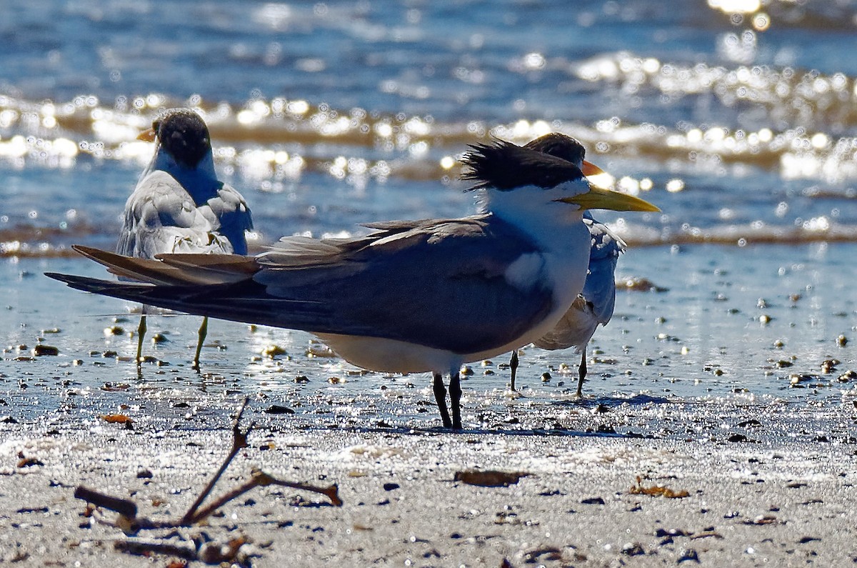 Great Crested Tern - ML208912881