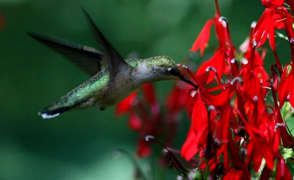 Ruby-throated Hummingbird - Liz Shlapack