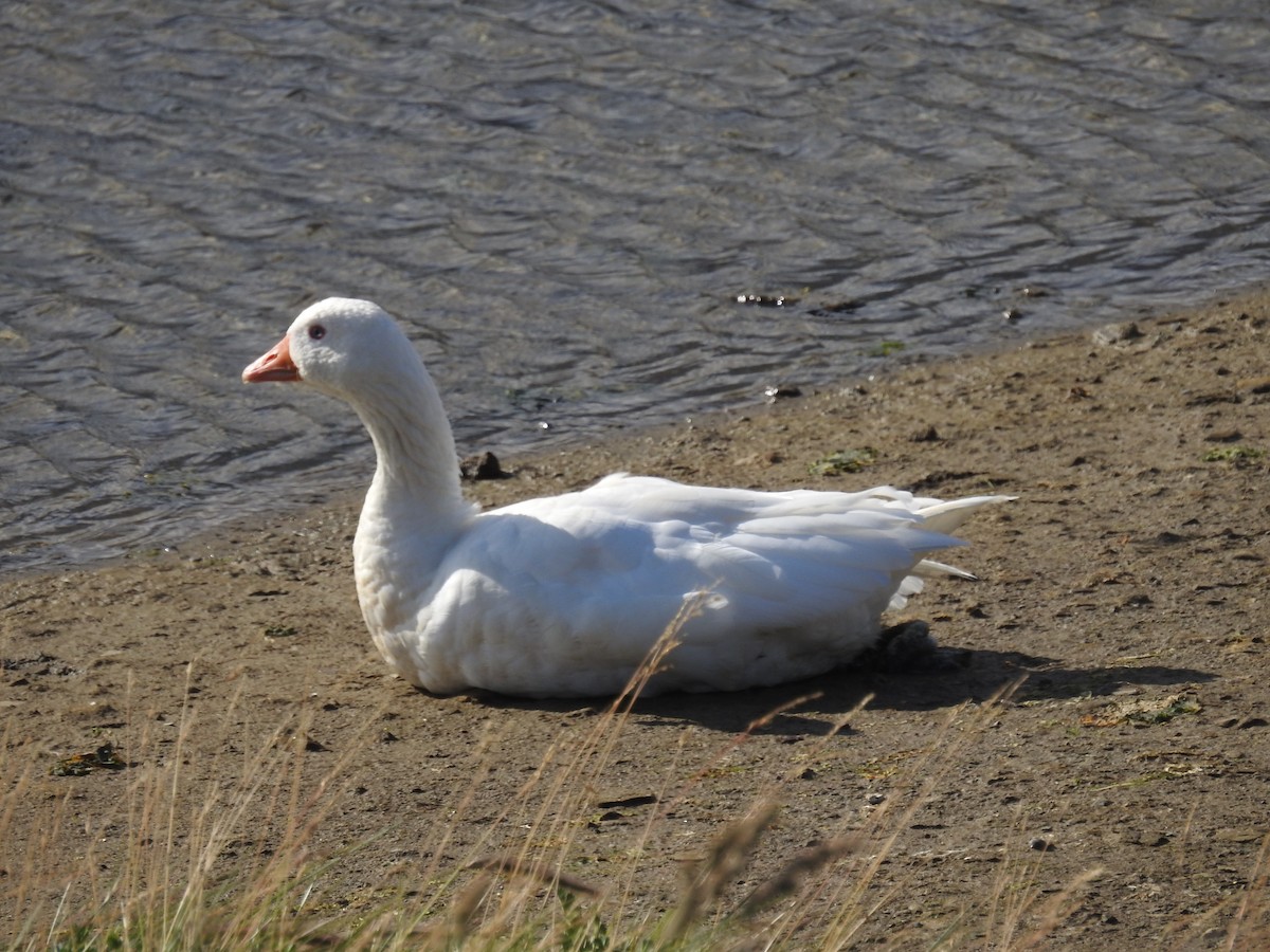 Graylag Goose (Domestic type) - ML208918801