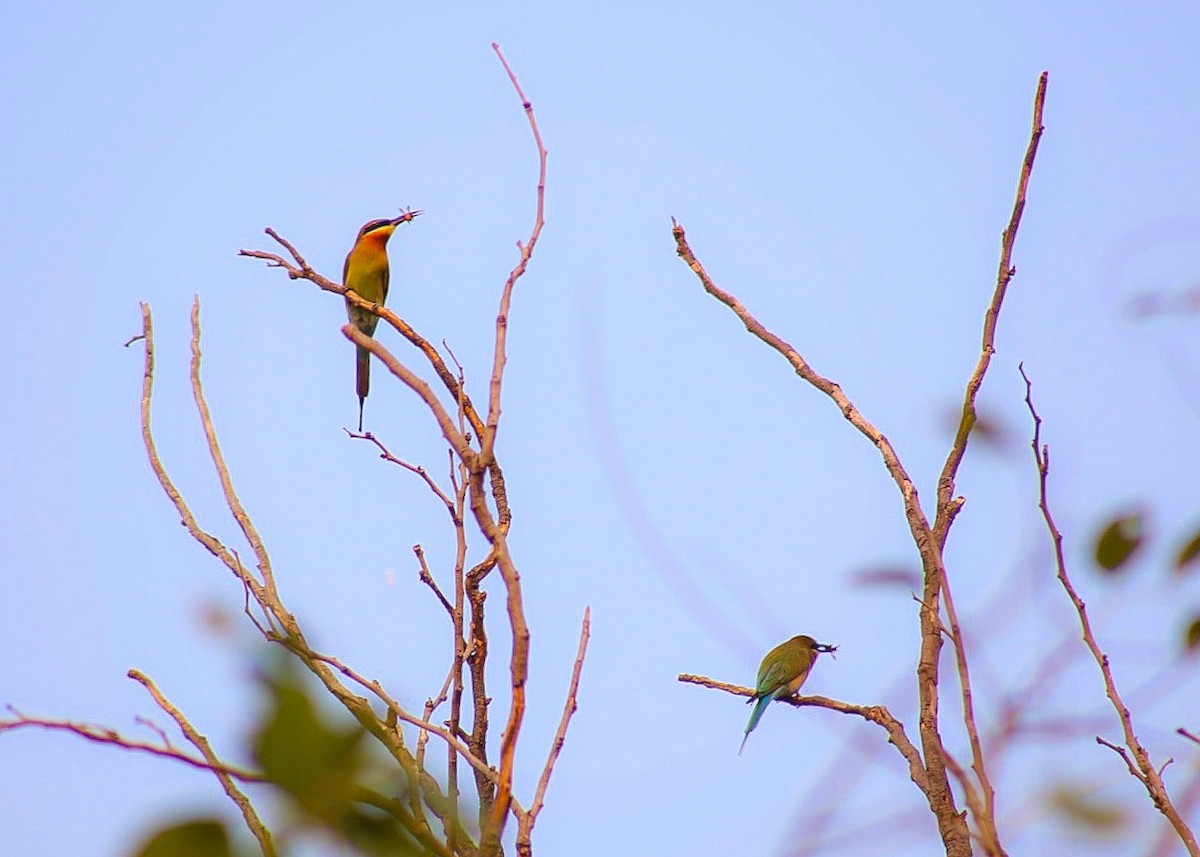 Blue-tailed Bee-eater - ML208919151