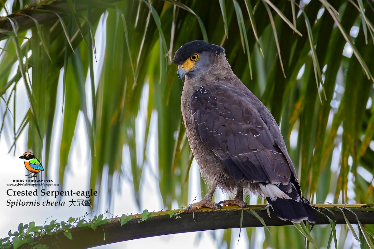 Crested Serpent-Eagle - Zhong Ying Koay