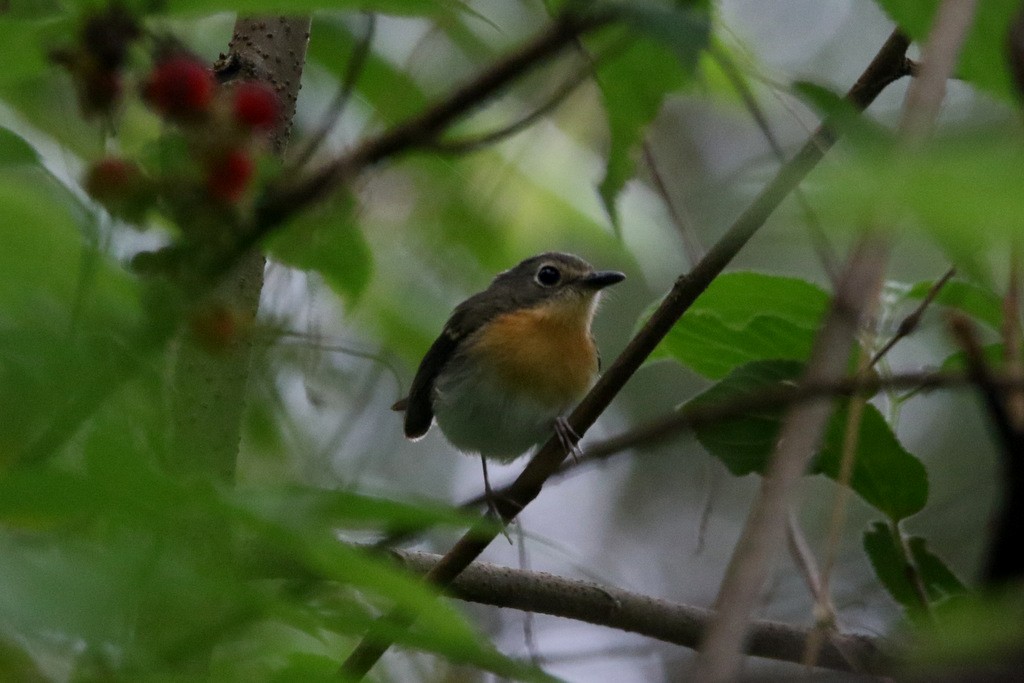 Rufous-chested Flycatcher - ML208922021