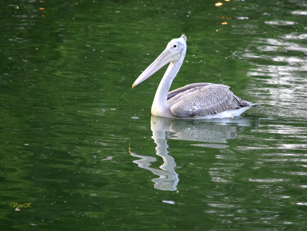 Spot-billed Pelican - CDR Vasudeva Rao Krishnan