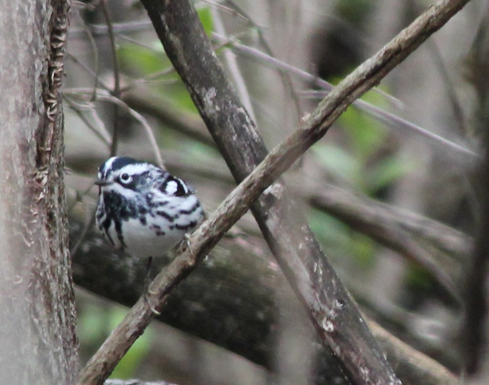 Black-and-white Warbler - ML208922941