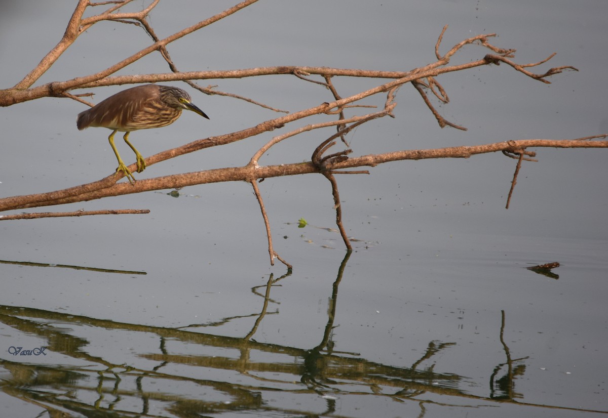 Indian Pond-Heron - CDR Vasudeva Rao Krishnan