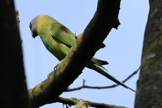 Blossom-headed Parakeet - Mike Barrow