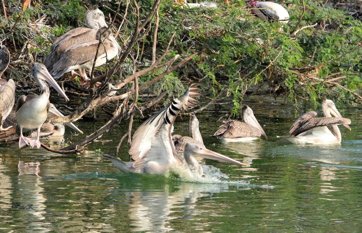 pelikán skvrnozobý - ML208925171