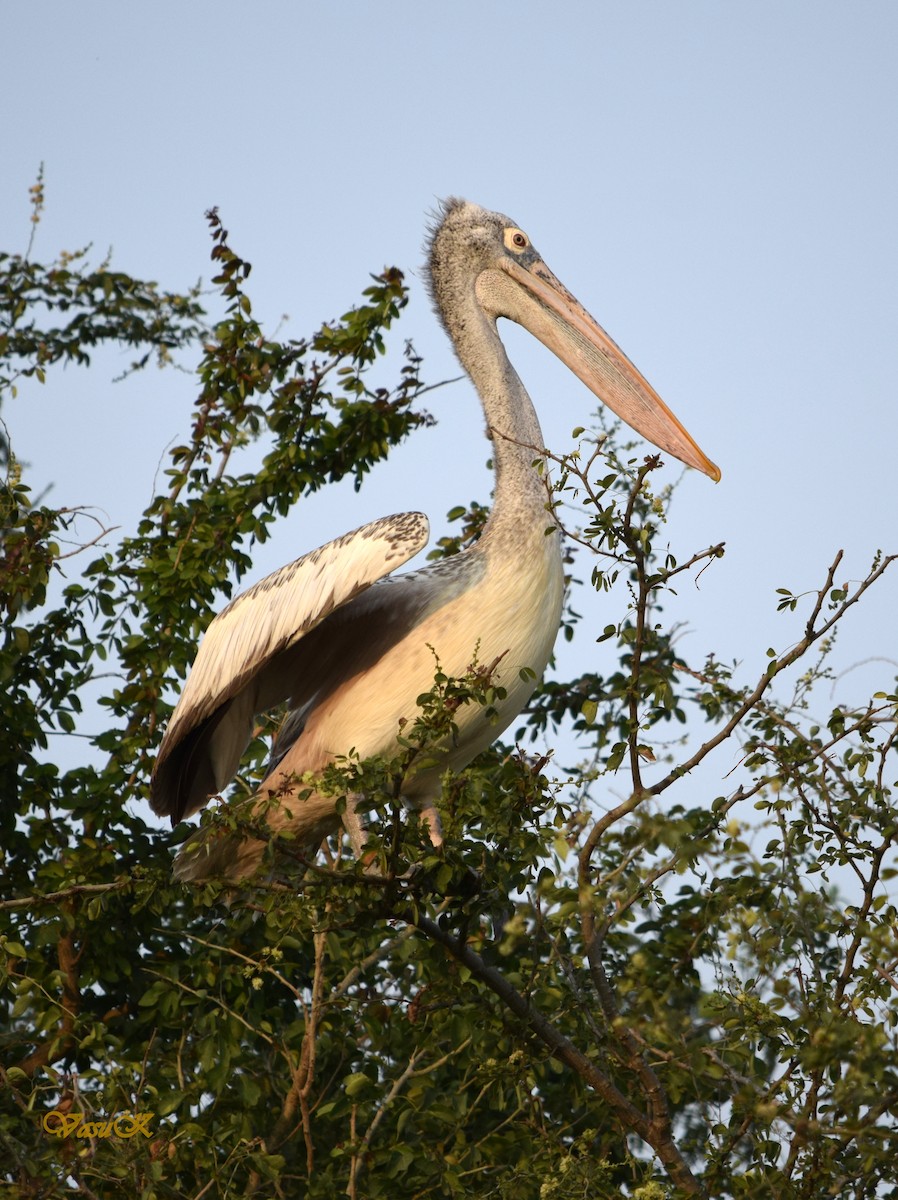 Spot-billed Pelican - CDR Vasudeva Rao Krishnan