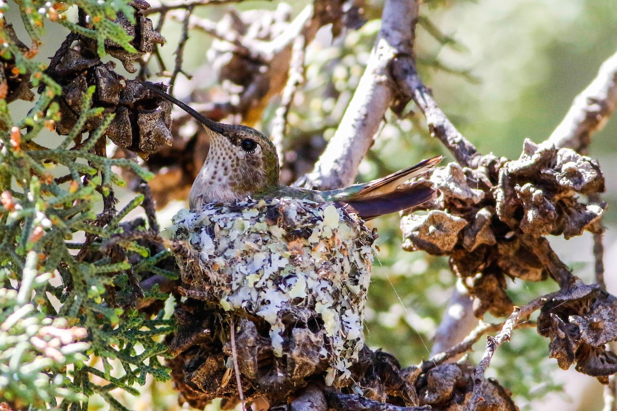 Broad-tailed Hummingbird - Byron Stone