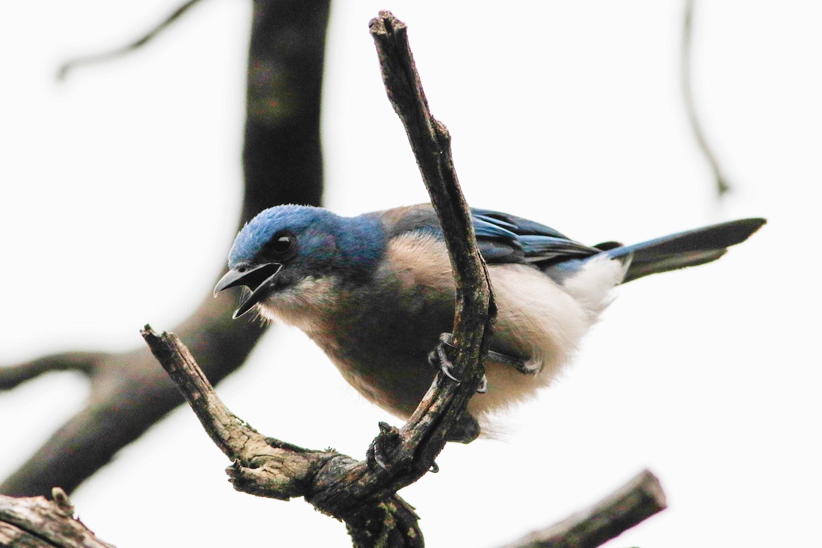 Mexican Jay - ML208928871