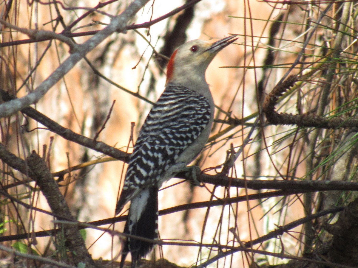 Red-bellied Woodpecker - ML208930661