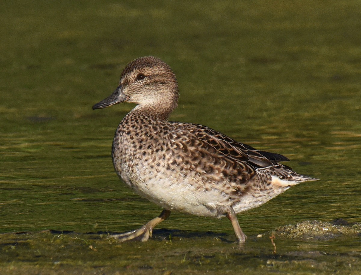 Green-winged Teal - ML208932071