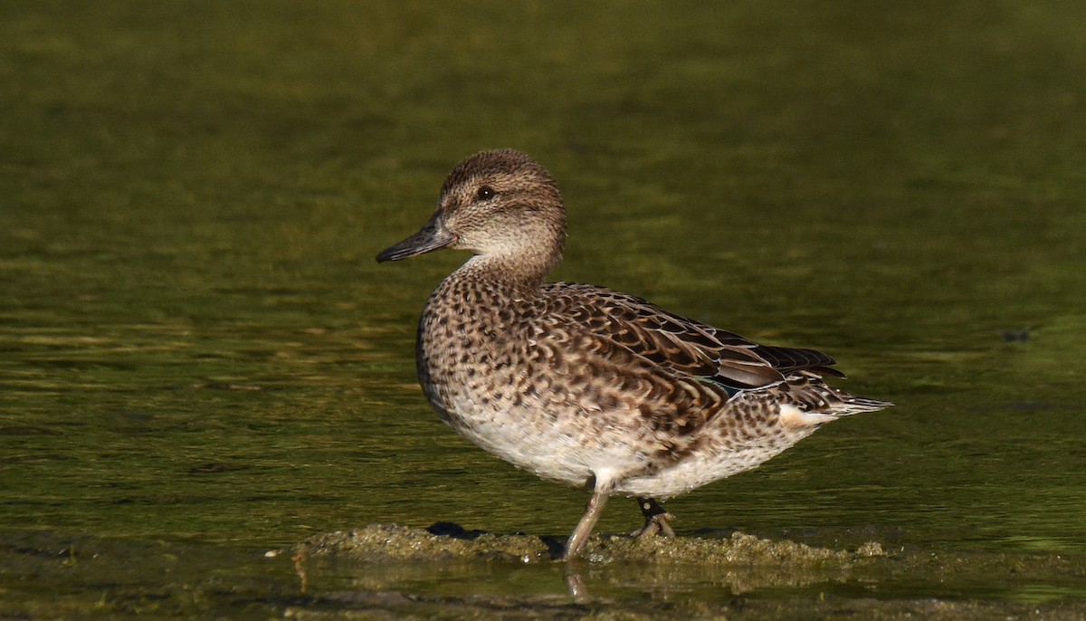 Green-winged Teal - ML208932081