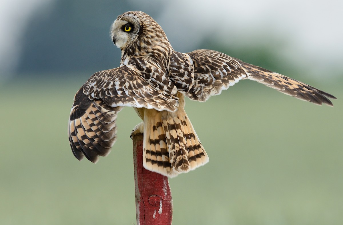 Short-eared Owl - ML208933151