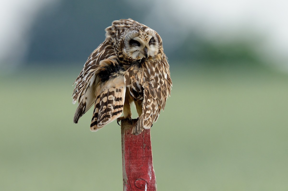 Short-eared Owl - ML208933261