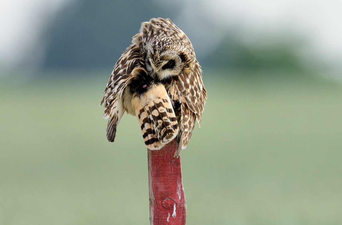 Short-eared Owl - ML208933441