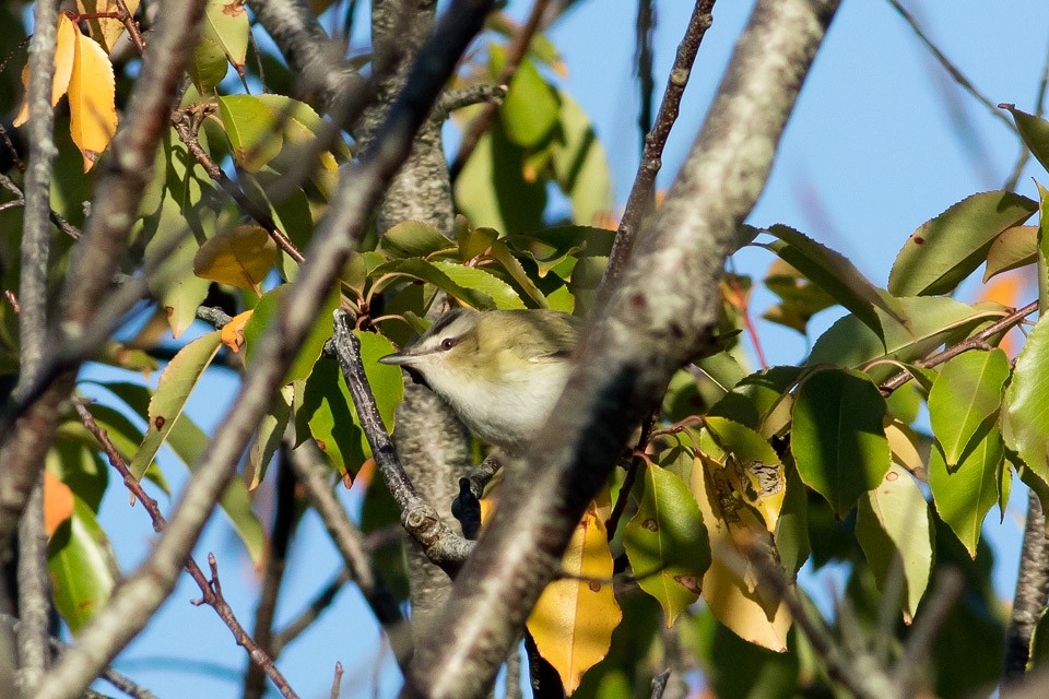 Red-eyed Vireo - Bob Anderson