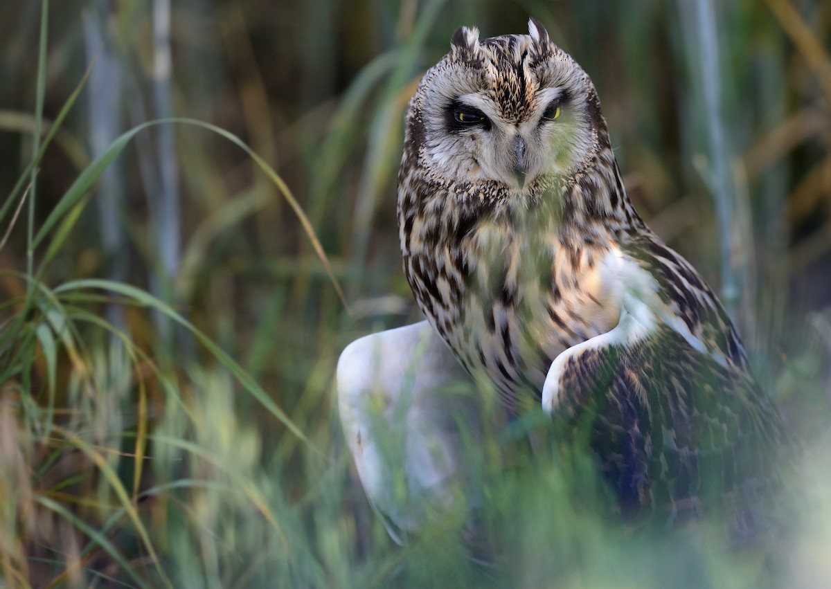 Short-eared Owl - ML208933881