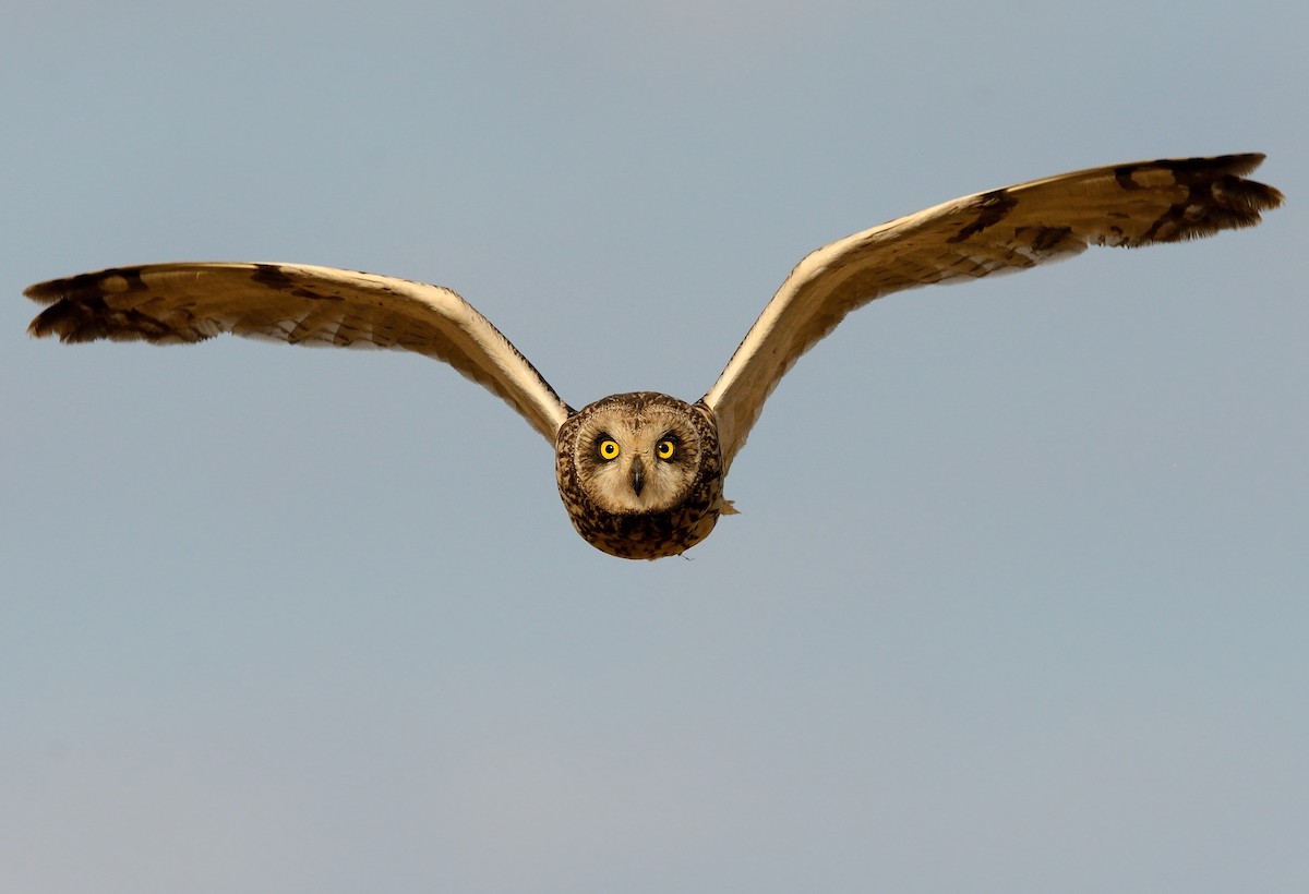Short-eared Owl - ML208935311