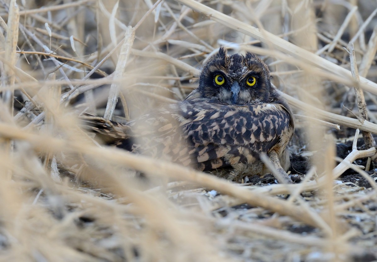 Short-eared Owl - ML208935361